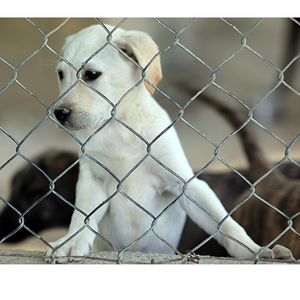 Filming at a dog shelter
